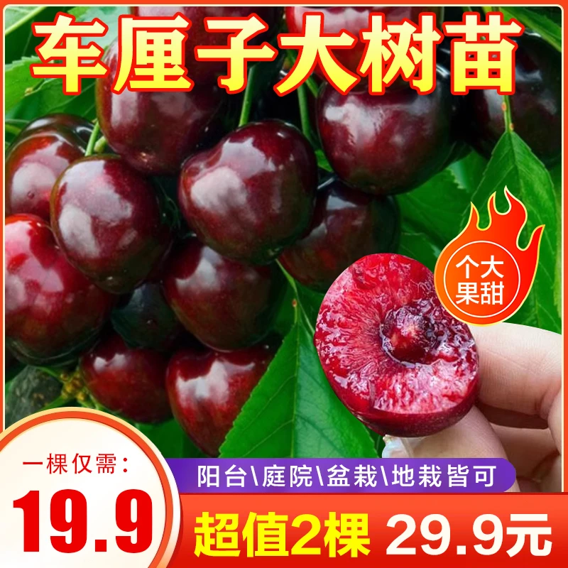 正宗车厘子树苗樱桃苗盆栽地栽南北种植阳台庭院