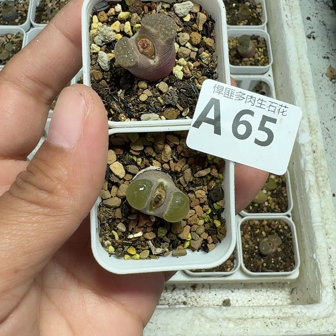 65多肉植物多肉植物