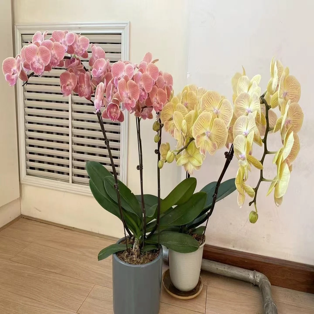 精品蝴蝶兰苗一颗