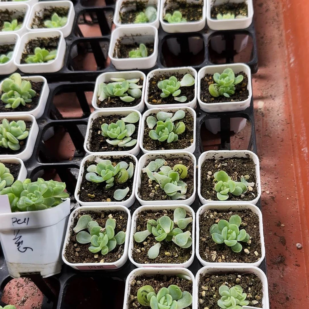 闪灵叶子带出芽一个满25包邮
