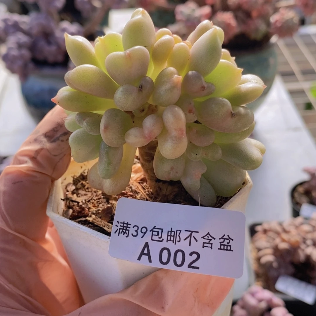 比尔盖茨6cm002多肉植物