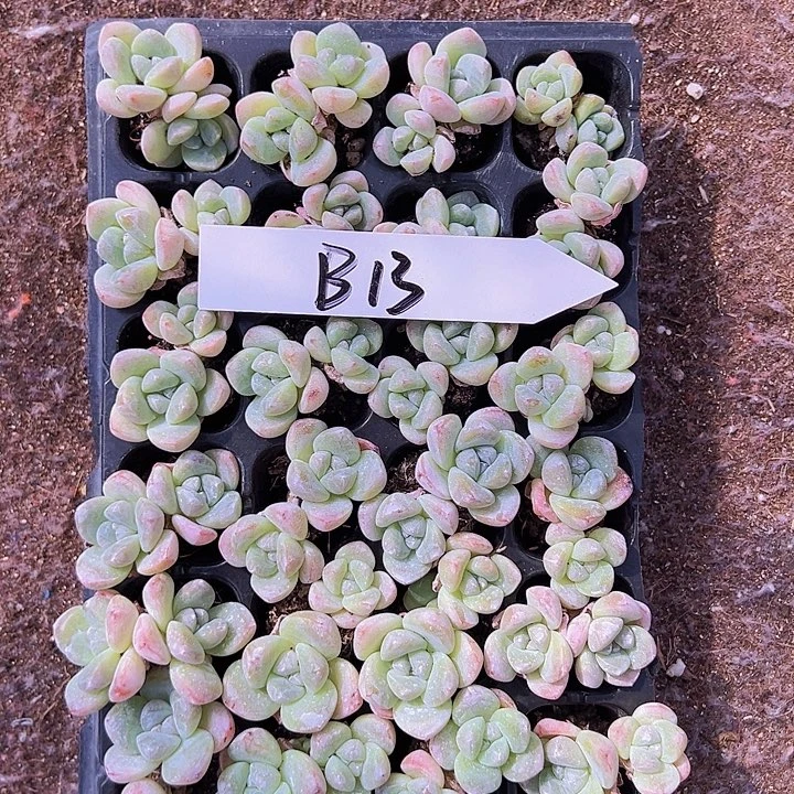B13双头带桩奶油冰玉！