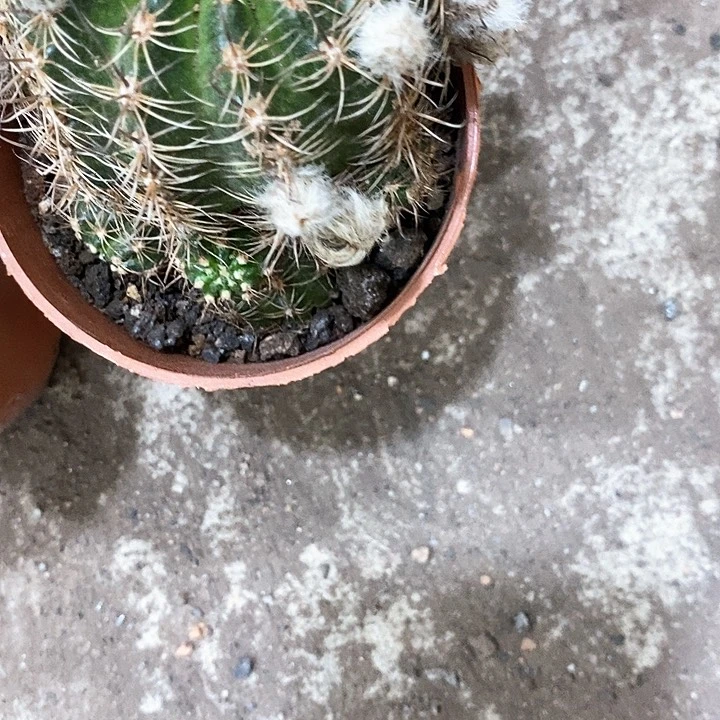 得一丽花，5公分左右