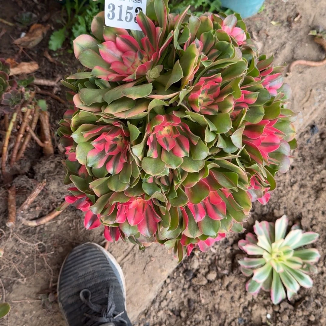 20-47法师香妃3153