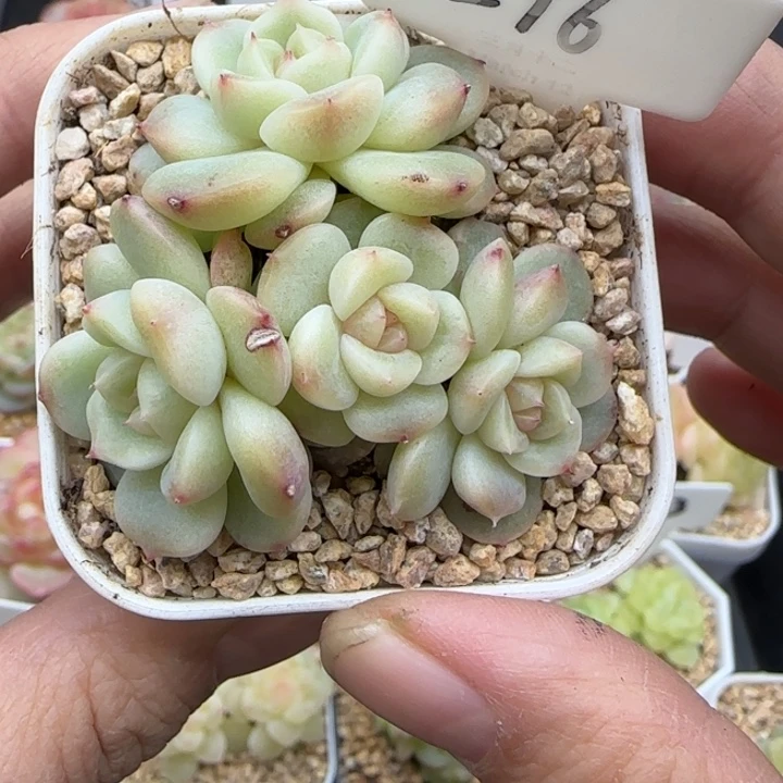 296号甜心不包整晗雨