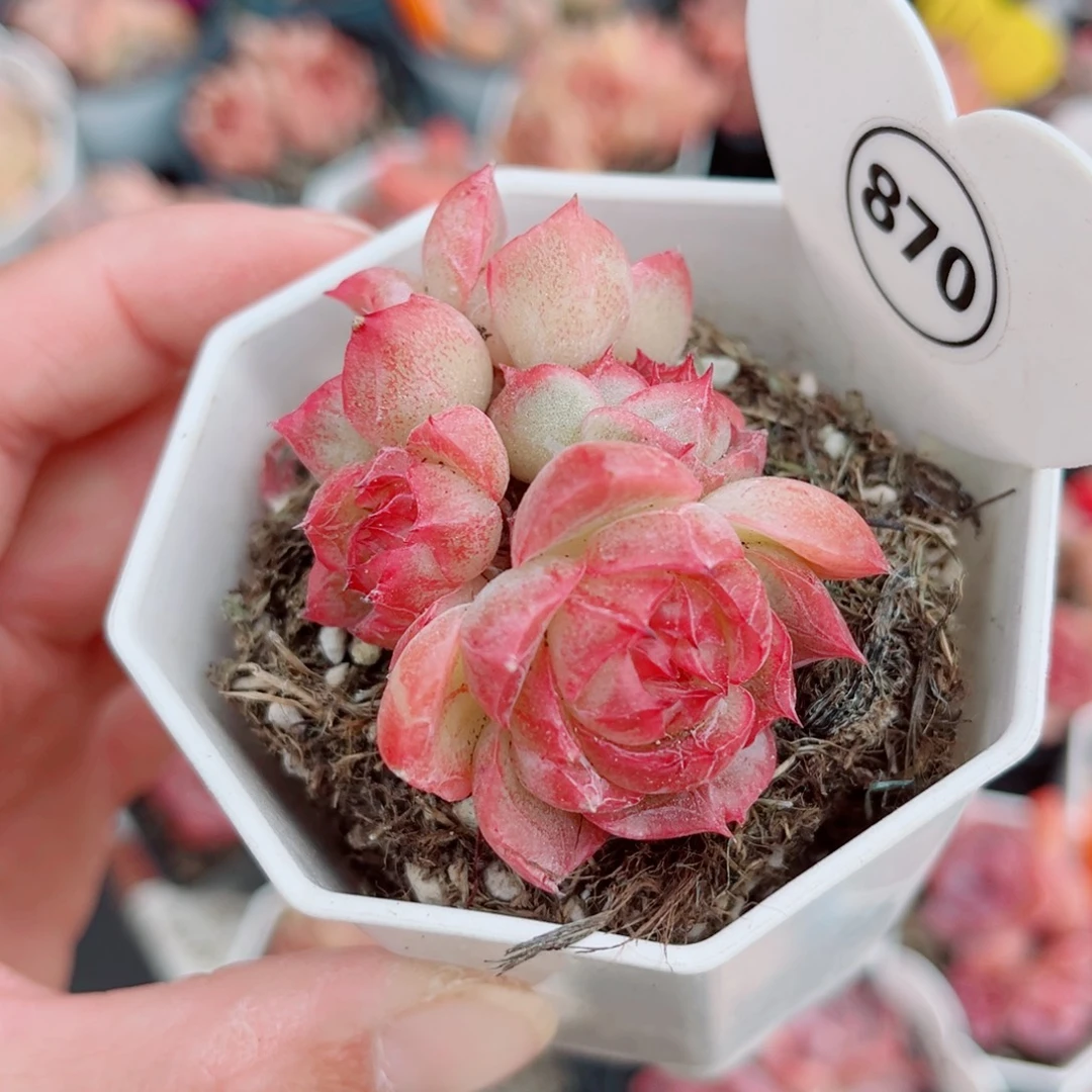 870号小老桩珍妮群