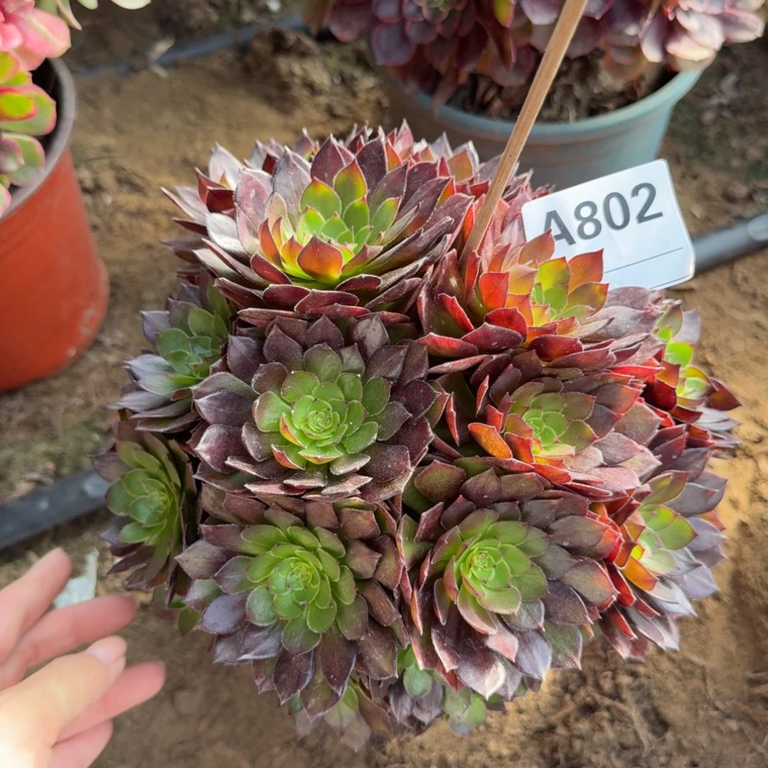 桃花石多肉802号法师多肉