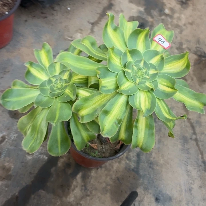 双头暴君老桩46多肉