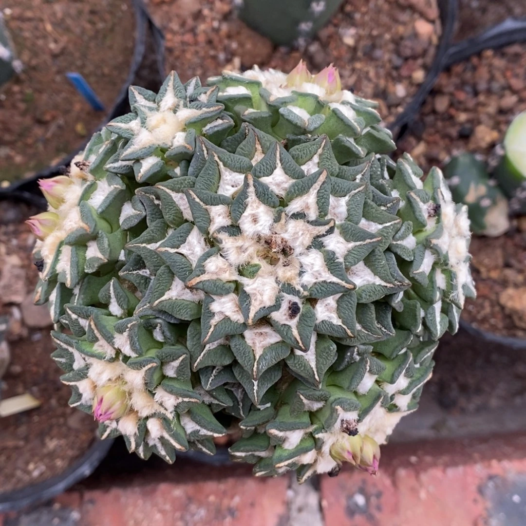 嫁接黑牡丹群福利10.3cm