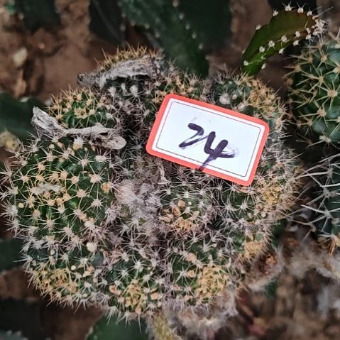四***人丽花母柱无根0701瑕特24