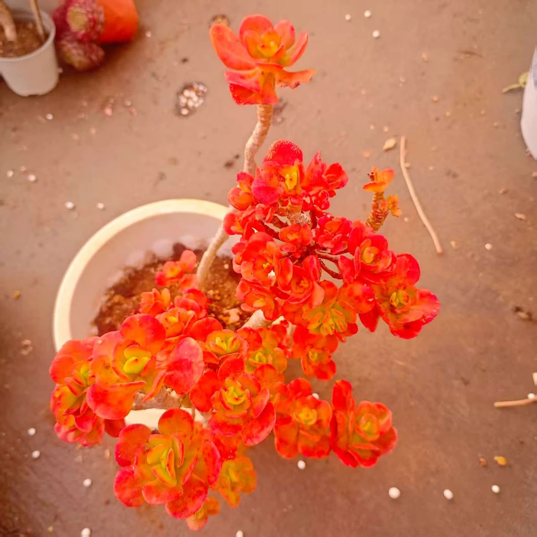 高桩红梅WQ 精品多肉 好看好养新手闭眼入 一单也包邮