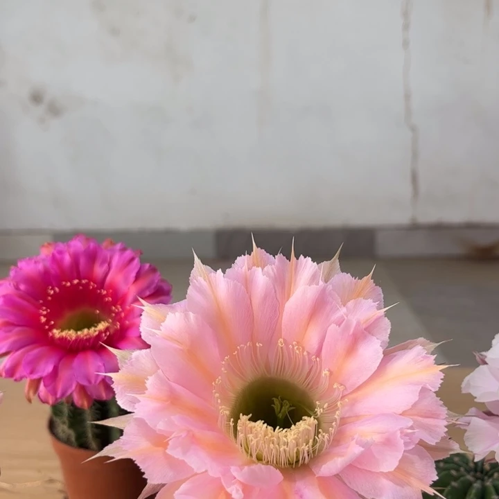 *****实生彩草仙人球开花