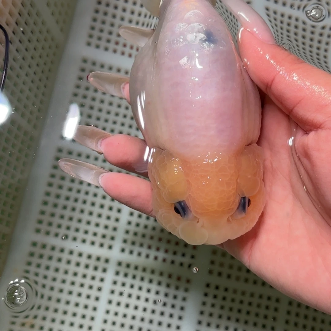 猪***岁金鱼拍包装包邮不拍包装运费到付