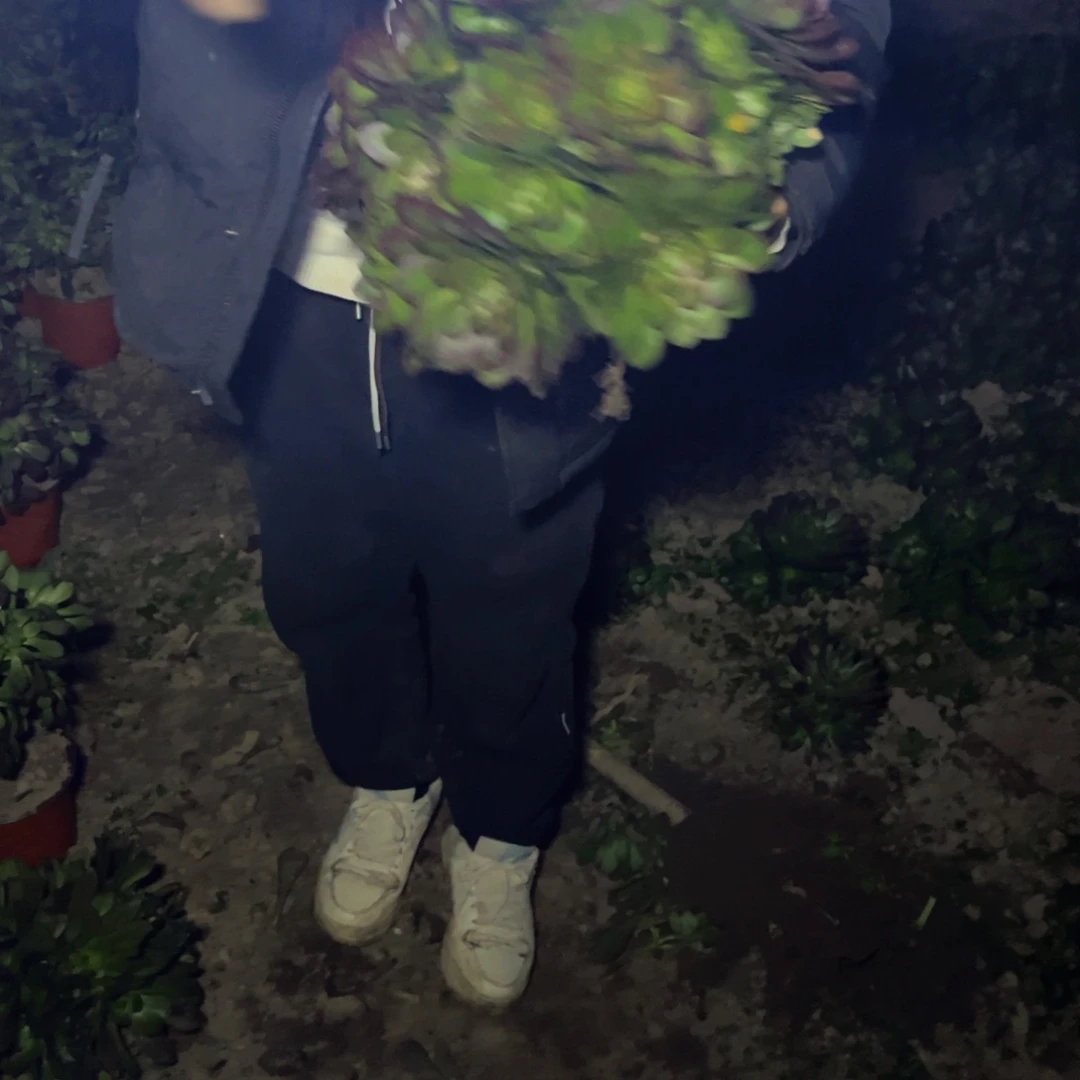 万圣节多肉植物捧花的