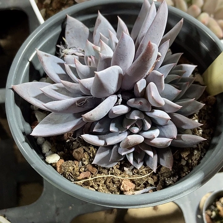 多肉植物青鬼群081
