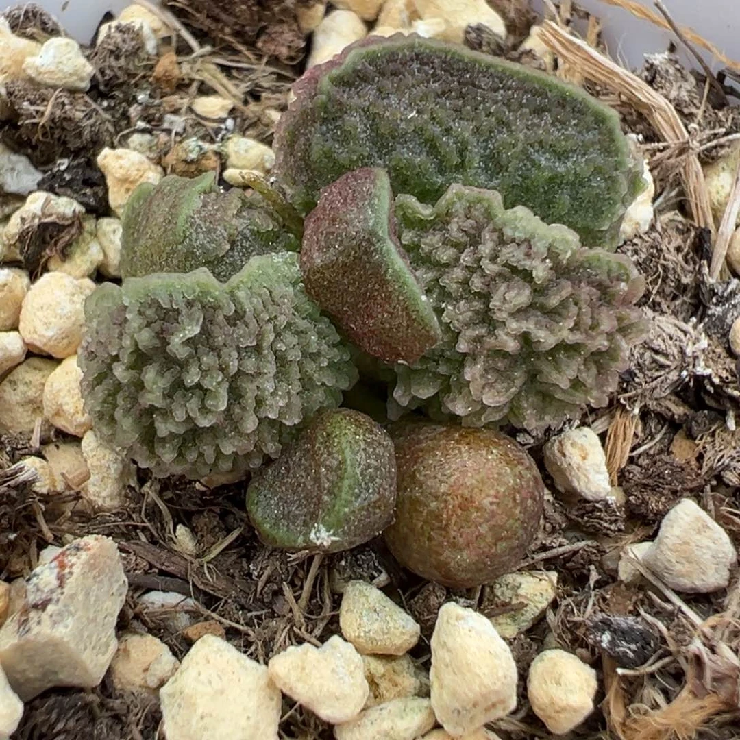 实生新品多肉植物水泡