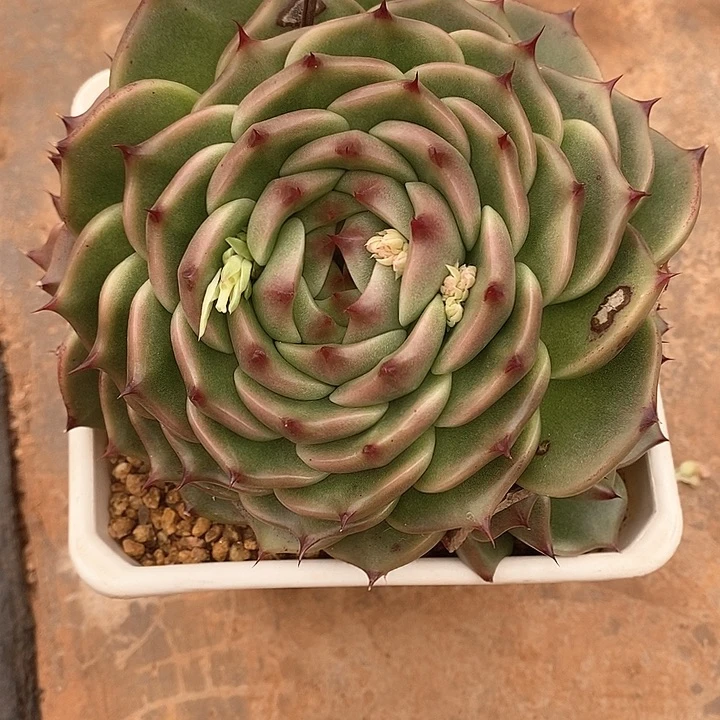 (****豹440———直播福利