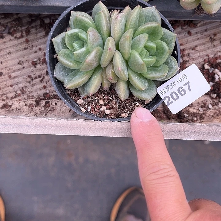 阿雅园艺。         2067