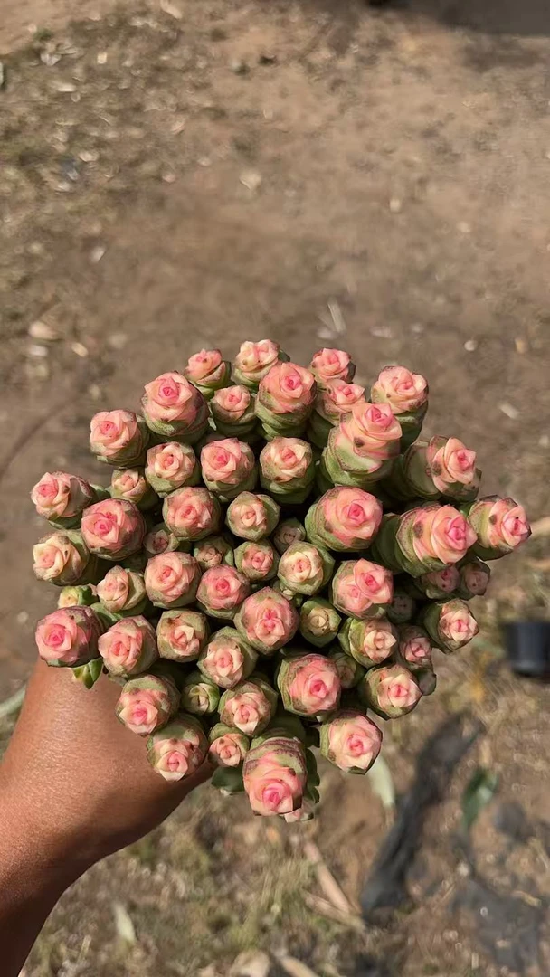 钱串 花开花卉 星花怒放 多肉植物 易养活栽种养护