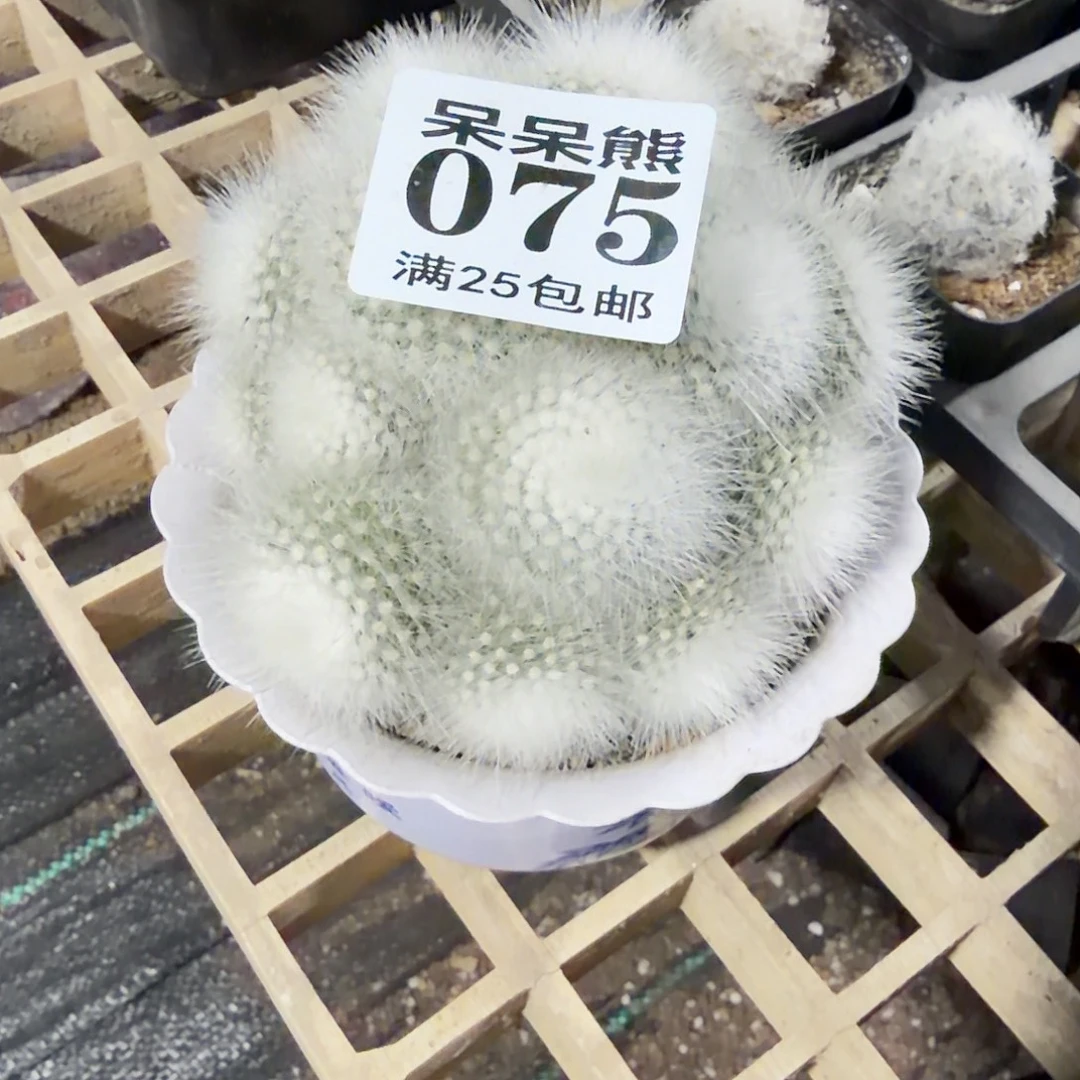 闪电购花卉园艺031