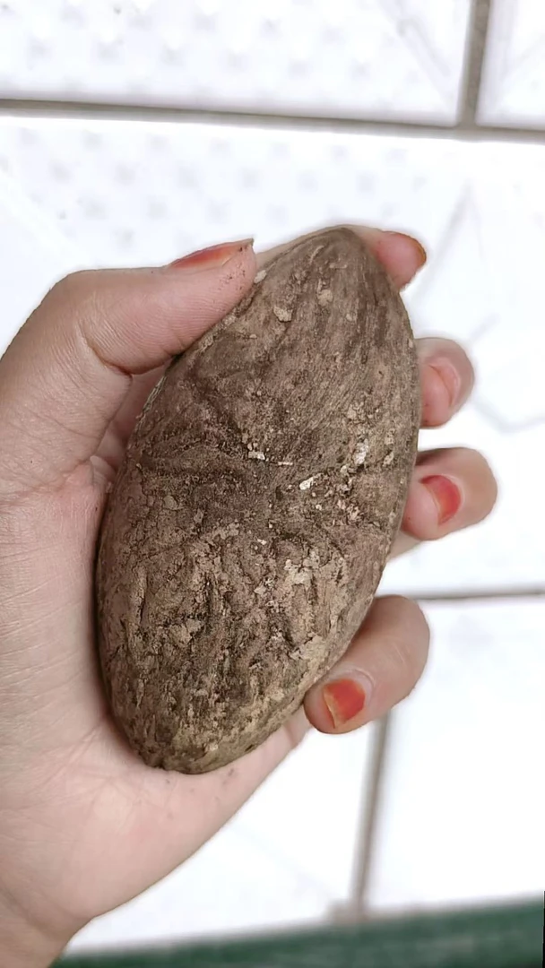 精品大果王巨无霸菩提原籽