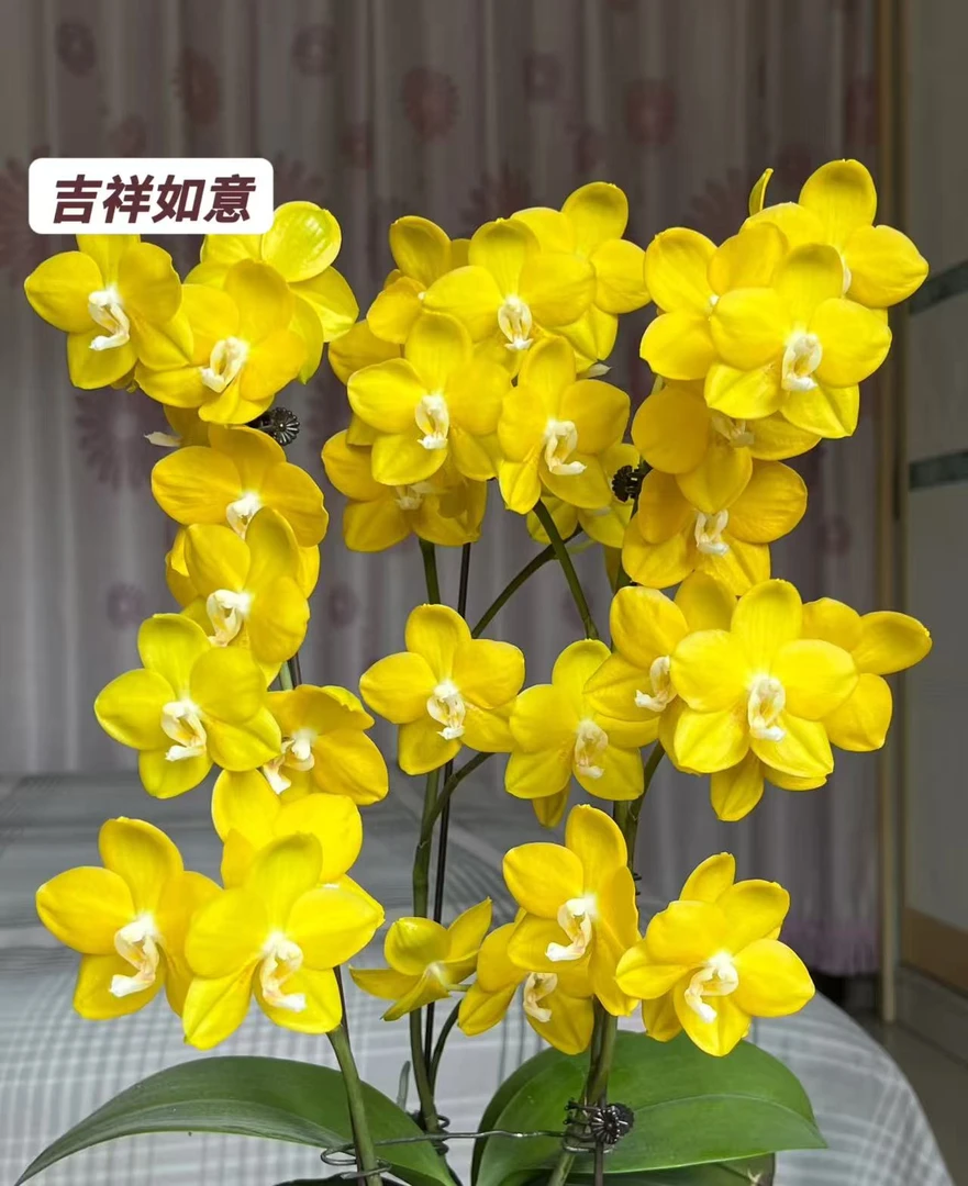 蝴蝶兰【苗子】一物一拍室内养植