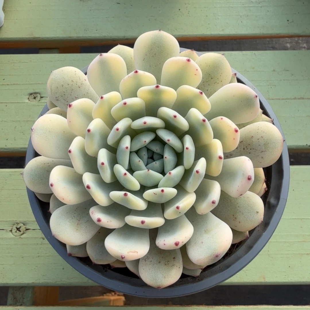 雪爪锦锦上园艺一物一拍