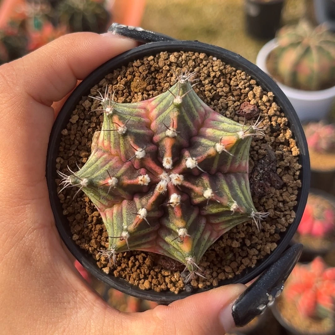 泰系米哈锦 带盆土发货