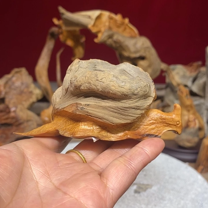 柏木（崖柏）88888888888