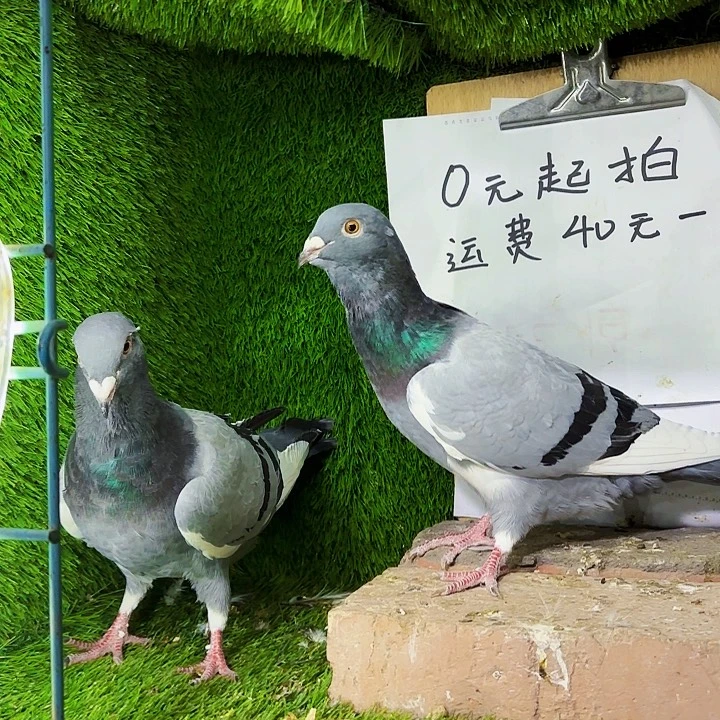 琦***顺15天中国大陆戴笠大青年1号笼