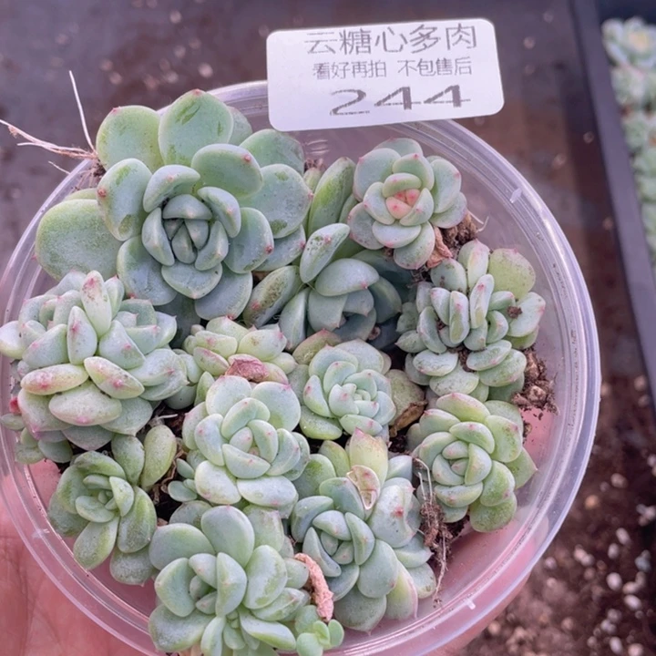 x****n云糖心多肉植物244