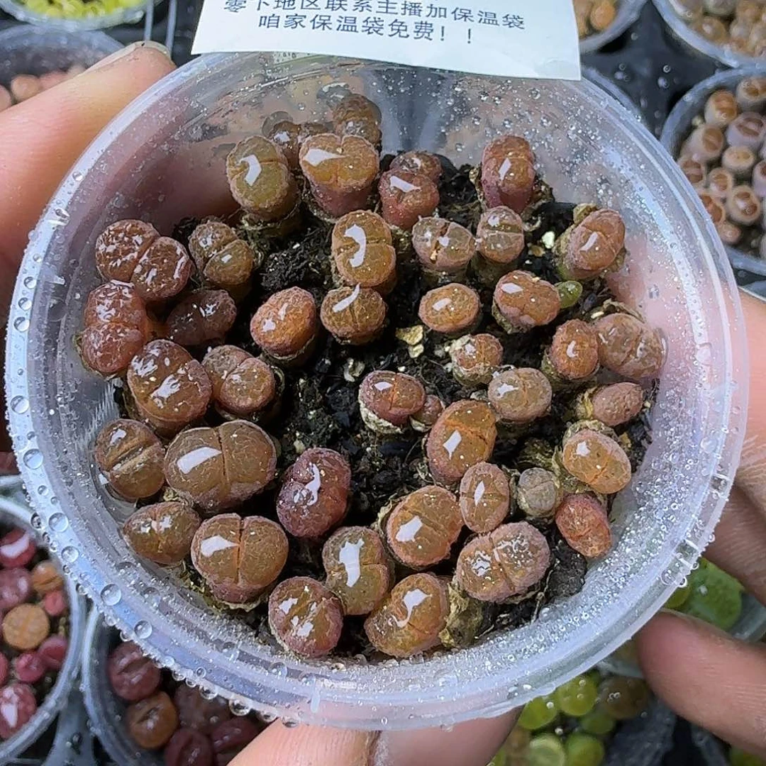 2186红风铃两年哈哈