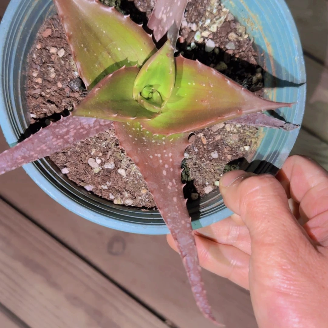 身****正块根植物块根植物