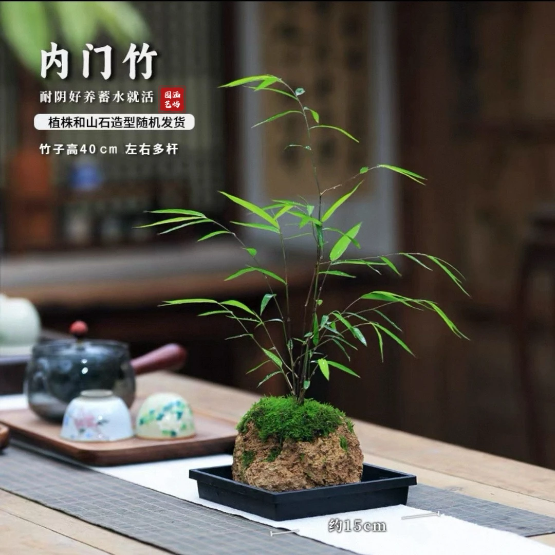 一物一拍吸水石绿植盆景室内好养绿植鱼缸龟缸适合新手好养易活