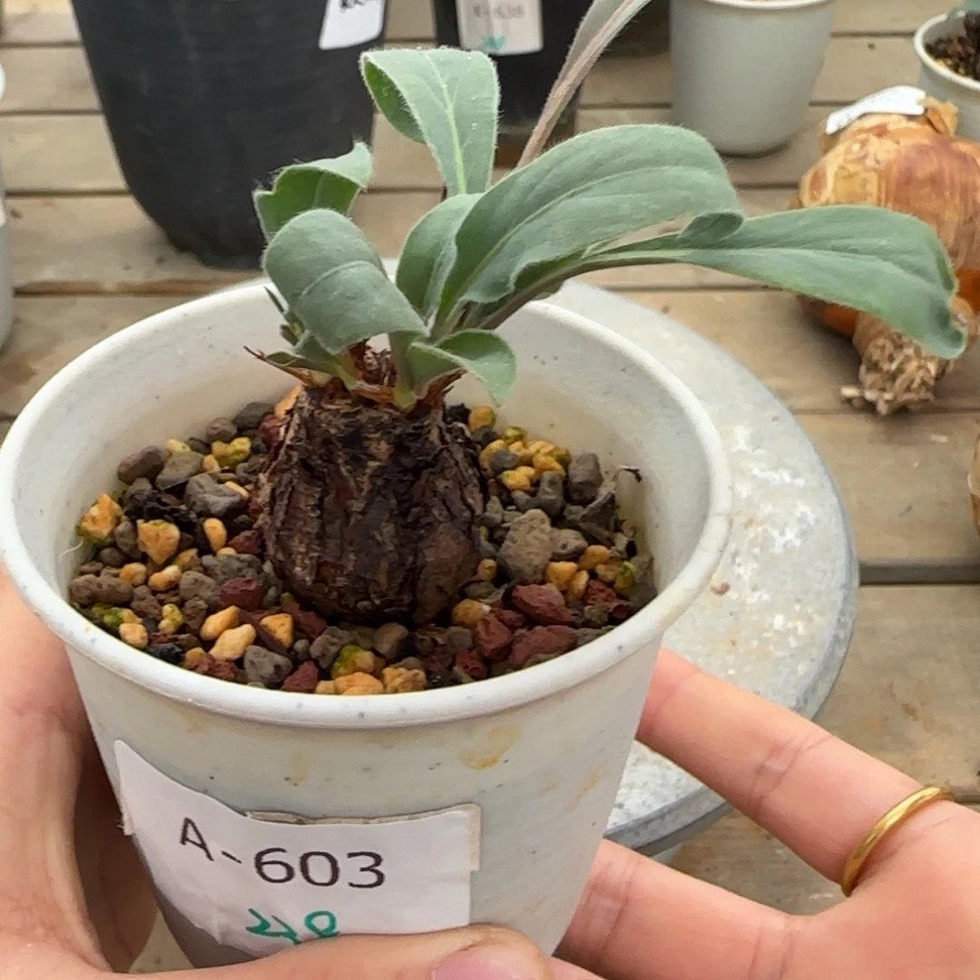 603冰晶洋葵块根植物