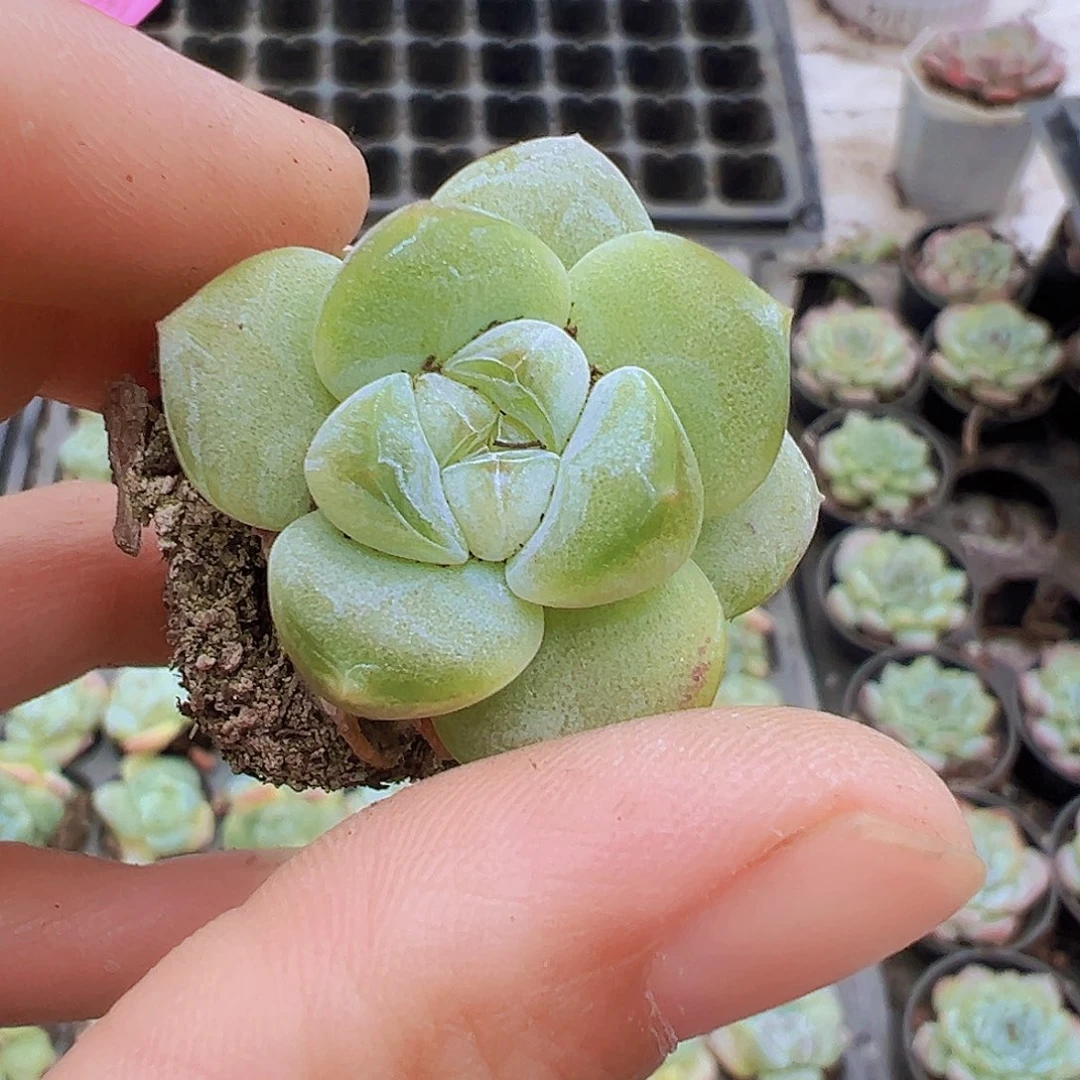 穴盘冰玉5颗19包邮