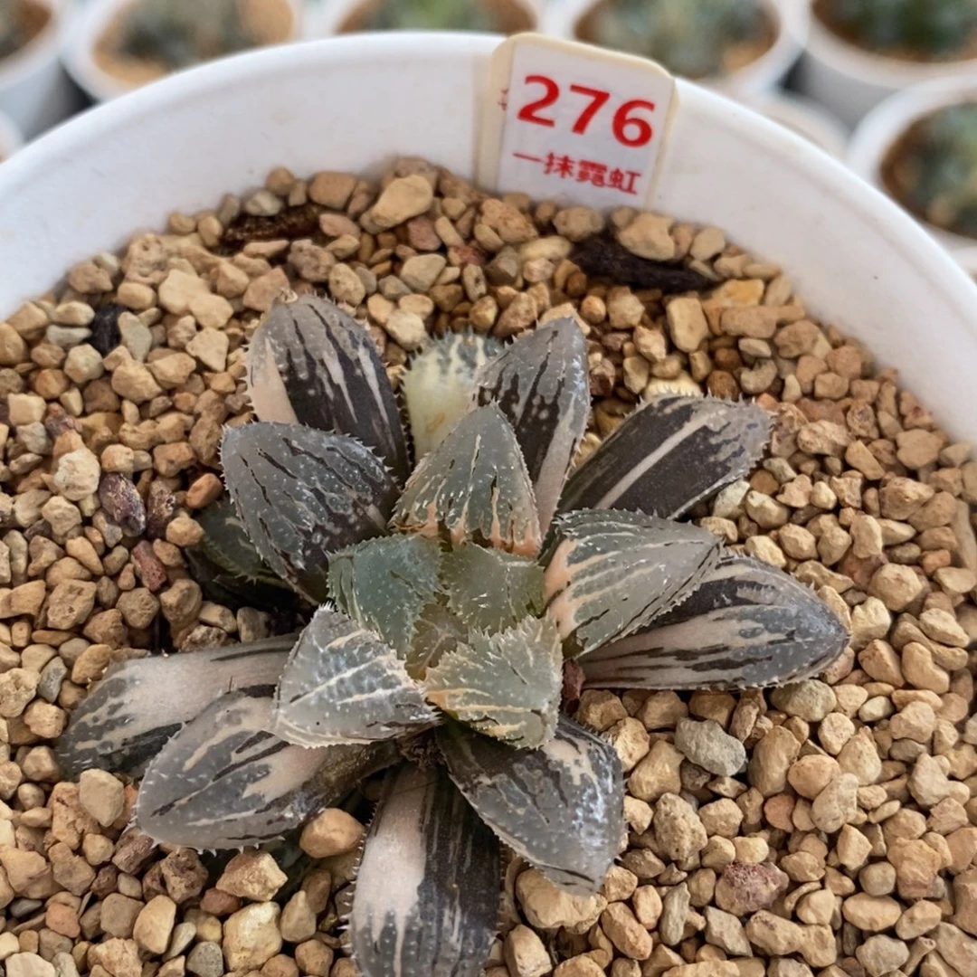 不开花植物276磨刺