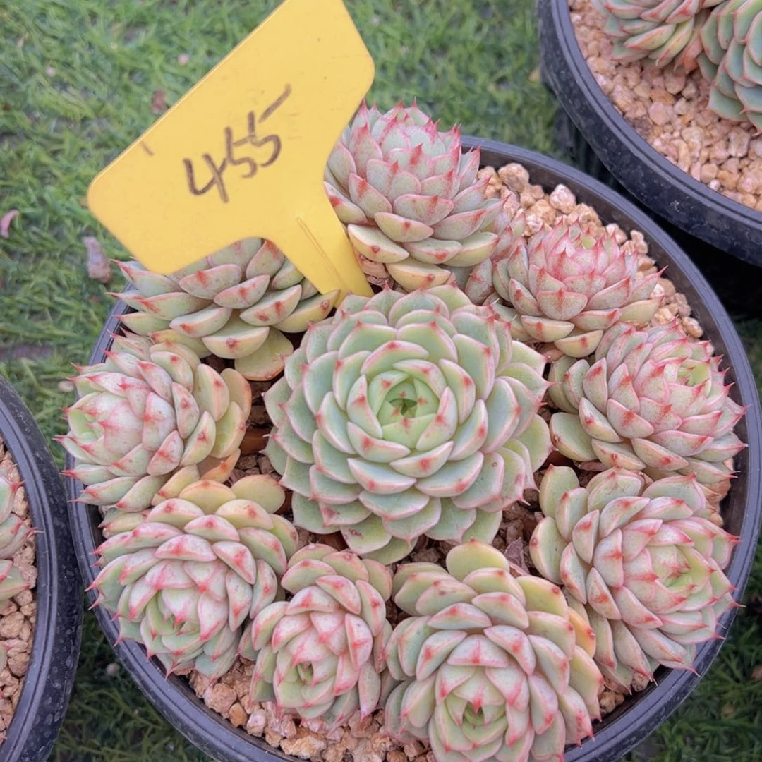 福利来啦打脸的一