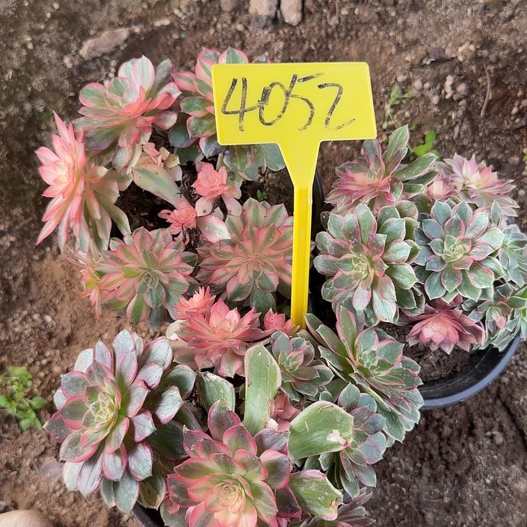4052---黑魔锦多头