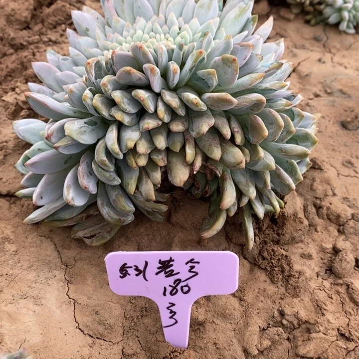 福多多花卉园艺星影