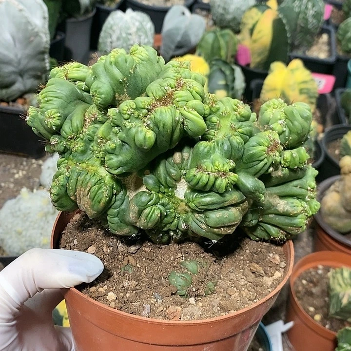 花花草草花花草草