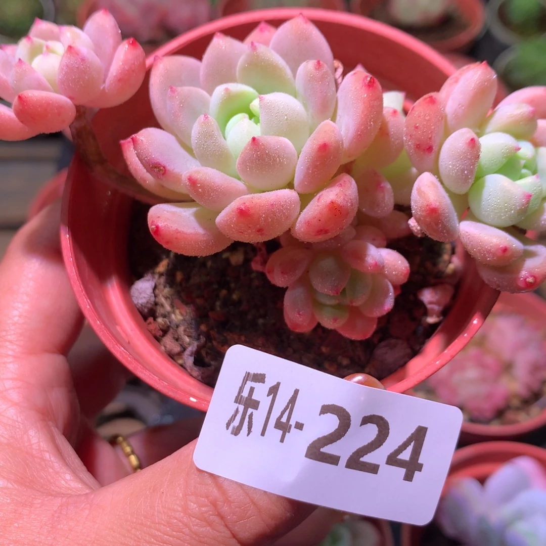 乐然14-224 洛丽塔