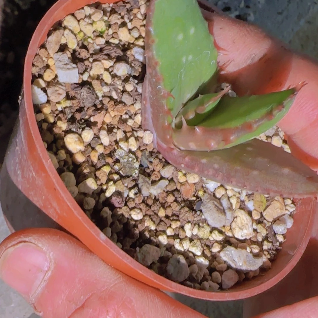 ?*迪块根植物块根植物