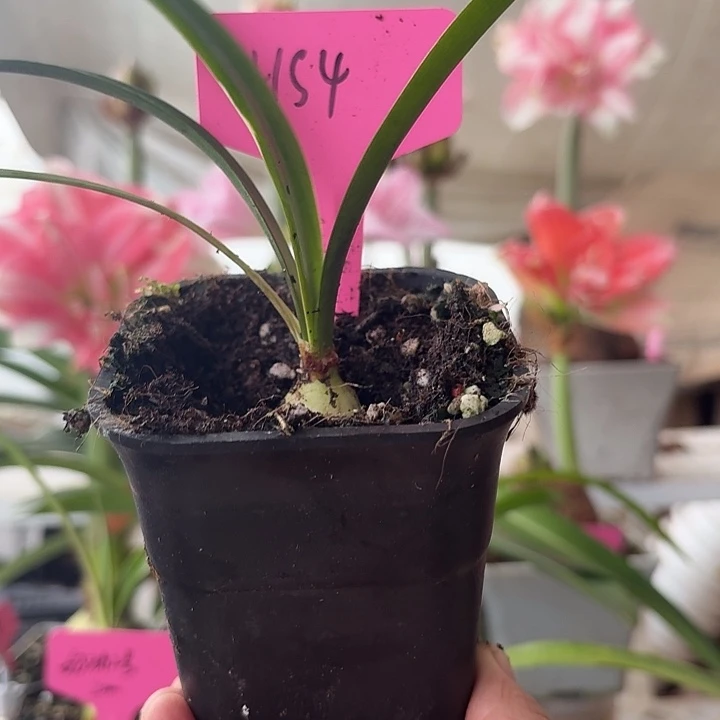 无花朵hs4朱顶红直径1.5-2