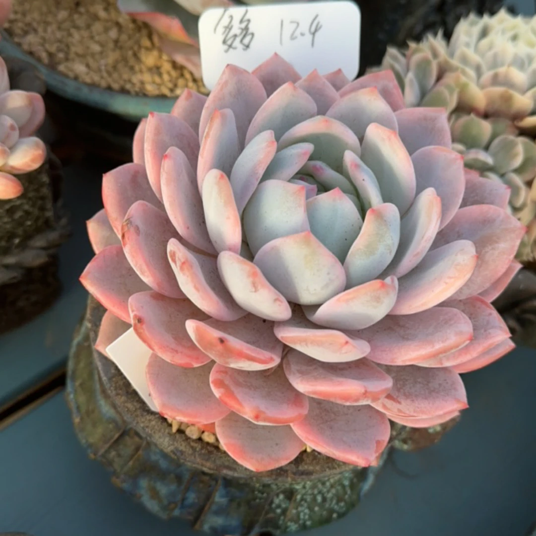 一物一拍多多专拍