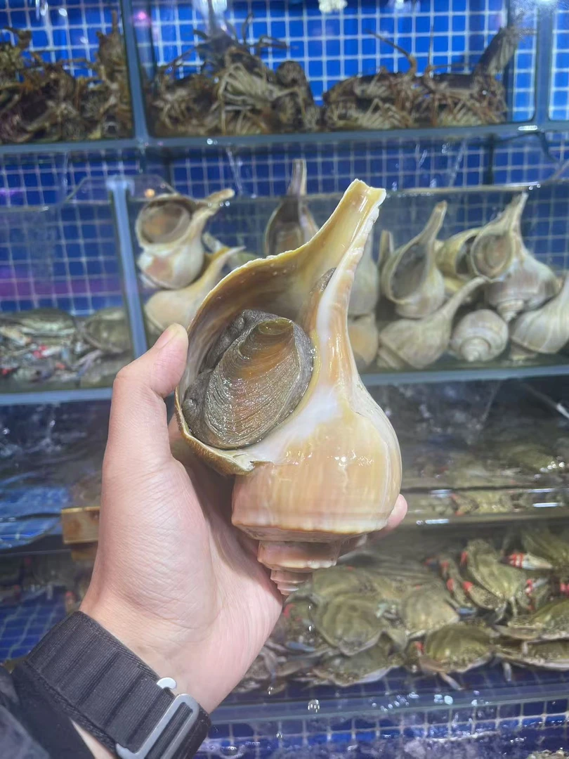 响螺，刺身绝绝子，脆甜可口【直播间专用】