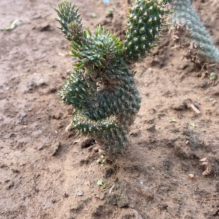 拳骨缀化一棵15米 有侧芽