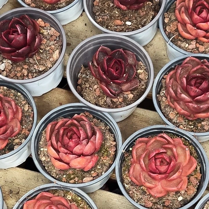 团103号。   单头血红灯