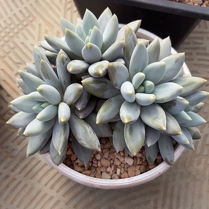 黄胖体哥特萝莉叶插无砍