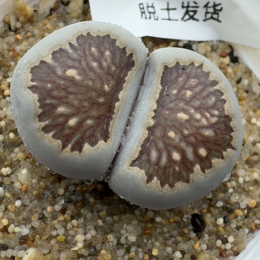 742多肉哈哈哈哈哈哈哈